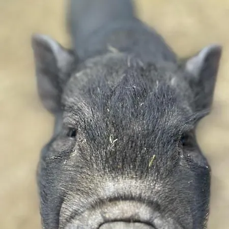 Auverg'nature, Myrtilles Espinasse (Puy-de-Dome)